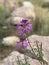 Beautiful Rocky Mountain bee plant in bloom