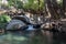 Beautiful rocky pond in a forest