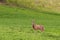 Beautiful roe deer buck grazing in alfalfa field