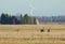 Beautiful roe deer in meadow, Lithuania