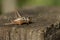 A beautiful Roesel`s Bush-Cricket, Metrioptera roeselii, perching on a wooden fence post.