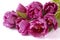 Beautiful romantic bouquet of purple tulips isolated on white background. Lots of tulips, large bouquet. Copy space. Space for