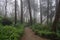 Beautiful romantic fairy forest in fog