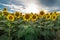 Beautiful romantic field of sunflowers in a summer sunset