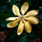 Beautiful Romantic Flower yellow color with bee getting pollen