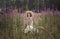 Beautiful romantic girl in a delicate dress with a hat sits in a flower field of purple lupine flowers. Soft selective focus