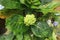 Beautiful and romantic mountain hydrangea flowers are green and colorful