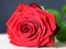 Beautiful romantic red rose, love symbol