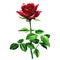 Beautiful romantic tender red, pink rose, single flower with leaf isolated, hand drawn watercolor illustration on white