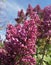 A beautiful romantic terry lilac is called lilac in Persian, a spring bouquet is a gift to your beloved