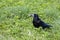 Beautiful rook bird with a slice of bread in its beak.