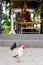 Beautiful rooster on the background of the sculpture of a monk in the temple Wat Suwan Khiri Ket