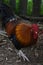 Beautiful Rooster with Brilliant Colored Feathers and a Red Crest