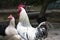 Beautiful rooster in a farmyard with white chickens