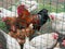 Beautiful rooster and hens in a chicken coop behind a fence in the countryside close-up. Poultry in a free range in the village