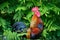 Beautiful Rooster on nature background