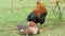 Beautiful rooster next to an adult duck sit on the grass under a tree in a farm yard