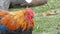 Beautiful rooster next to an adult duck sit on the grass under a tree in a farm yard