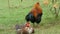 Beautiful rooster next to an adult duck sit on the grass under a tree in a farm yard