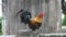 Beautiful rooster over concrete gray wall