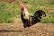 Beautiful rooster pecking grain