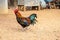 Beautiful rooster with red feathers and green tail