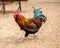 Beautiful rooster with red feathers and green tail