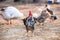 Beautiful rooster sings at dawn standing on the yard