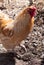 Beautiful rooster walking in a farm yard