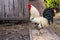 Beautiful rooster in the yard of a village house