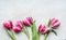 Beautiful rosa white tulips, floral border on light gray background, top view. Spring flowers