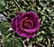 beautiful rose with beautiful effect in garden