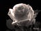 The Beautiful Rose , Black and white photo