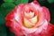 Beautiful Rose Blossom