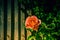 Beautiful rose blossomed against the backdrop of fence and greenery