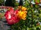 Beautiful rose Bonanza - Yellow and white flowers with orange edges, fading to pink with garden background