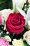 Beautiful rose, carnation and lilly with water drops.