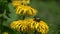 Beautiful rose chafer bug Cetonia aurata on medical Elecampane Inula helenium