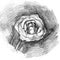 Beautiful rose charcoal artistic drawing
