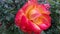 Beautiful rose closeup. Rose petals with water drops after rain. Beauty of nature.