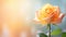 beautiful rose flower background tranquil