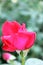 Beautiful rose flower backgrounds