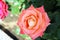 Beautiful rose flower backgrounds