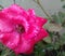Beautiful rose flower blooming in branch of green leaves plant growing in garden, nature photography in rainy season