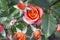 Beautiful rose flower in garden. Rose flower background. Roses flower texture. Lovely rose. Roses in tropical garden. Colourful