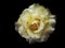 Beautiful rose flower with raindrops in black background. Yellow rose. Little Darkened effects.