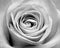 Beautiful rose flower white black image