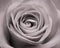 Beautiful rose flower white black image