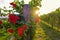 Beautiful rose flowers and vineyard in Vipava valley, Slovenia