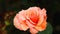 Beautiful  rose in garden,petal Blooming rose bud bouquet space background